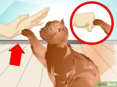 Image intitulée Teach a Cat to "High Five" Step 13